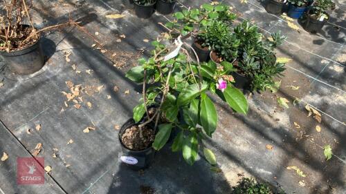 2 X MIXED PLANTS