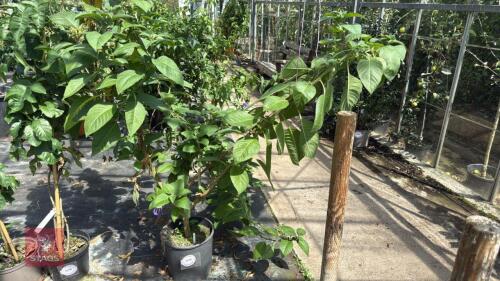 1 X IOCHROMA GRANDIFOLIA