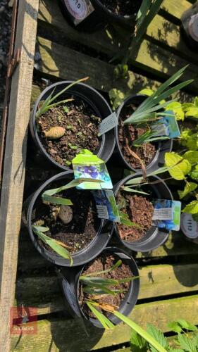5 X IRIS PUMILA BANBURY RUFFLES""