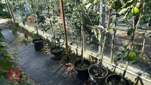 1 X FRUIT APPLE ELSTAR