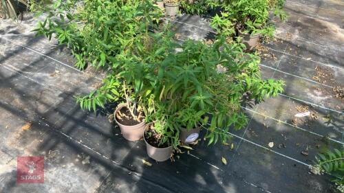 4 X LIPPIA CITRIODORA