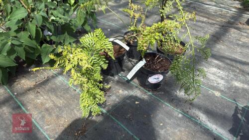 4 X FERN ASPLENIUM BULBIFERUM