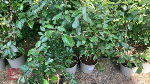 2 X ELEAGNUS X EBBINGEI