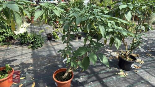 1 BRUGMANSIA DOUBLE WHITE ANGELS TRUMPET