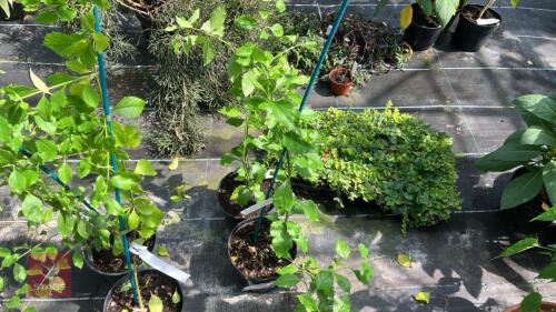 2 X DURANTA REPENS PIGEON BERRY