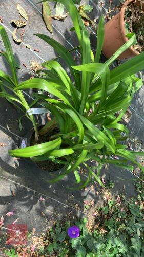 1 X HYMENOCALLIS NARCISSIFLORA