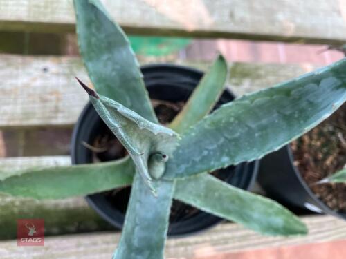 3 X APOROPHYLLUM CACTUS