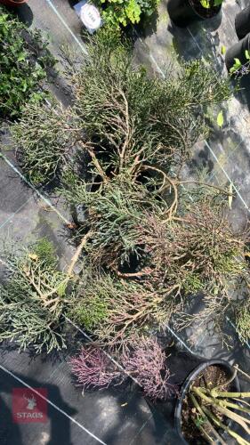 1 X UNKNOWN PLANT