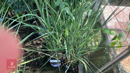 4 X PANICUM VIRGATUM BLUE GIANTS