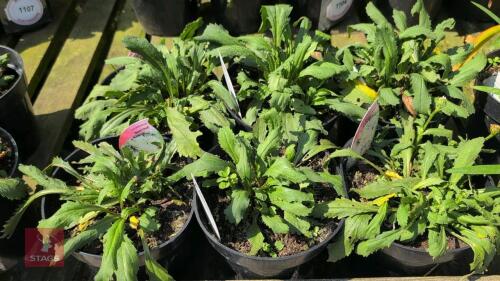 6 X LEUCANTHEMUM MOUNT HOOD""