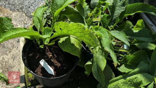 2 X COMFREY BOCKING 14