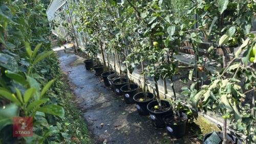 1 X FRUIT APPLE WORCESTER PEARMAIN