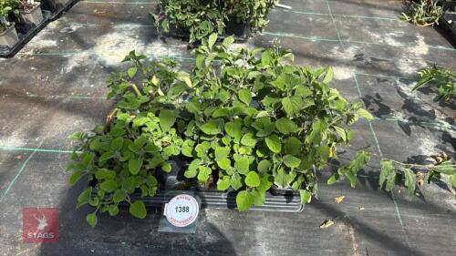 1 PART TRAY OF PLECTRANTHUS ZULUENSIS
