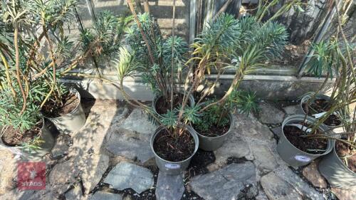 3 X EUPHORBIA CHARCIS WULFENII SPURGE