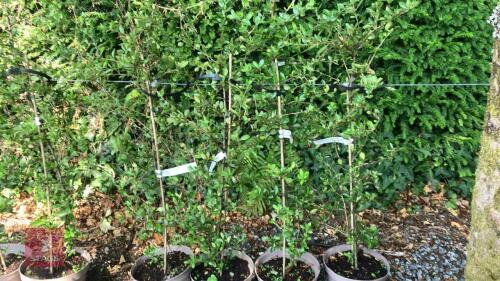 4 X PYRACANTHA COCCINEA