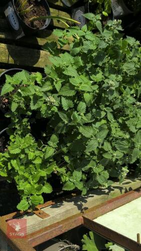 6 X NEPETA CATARIA SSP. CITRIODORA