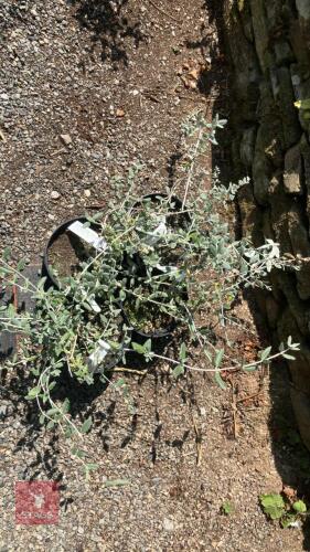 4 TEUCRIUM FRUITICANS
