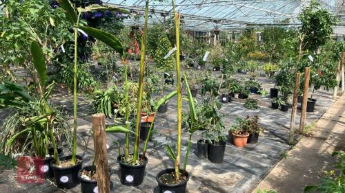 1 X HELICONIA SCHIEDIANA