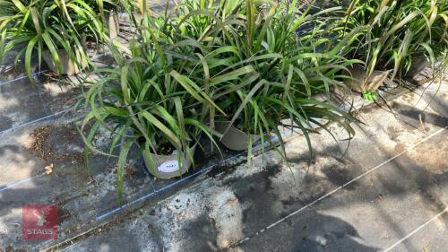 3 X BILLBERGIA NUTANS VARIEGATA