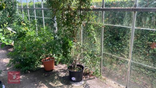 2 MIXED PLANTS