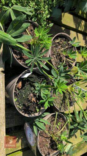 5 X LUPIN THE CHANDELIER