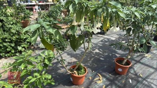 1 BRUGMANSIA DOUBLE WHITE ANGELS TRUMPET