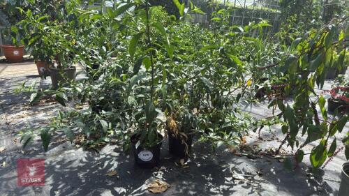 3 X CESTRUM NOCTURNUM