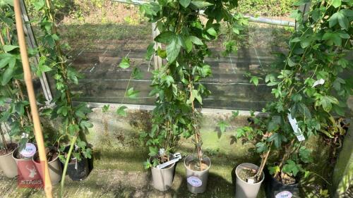 2 X PASSIFLORA EXONENSIS PASSION FLOWER
