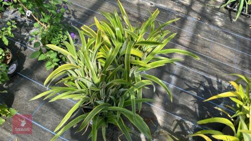 2 X BILLBERGIA NUTANS VARIEGATA