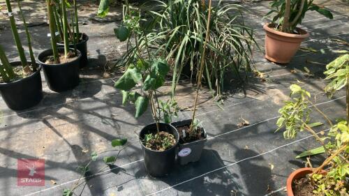 2 X MIXED PLANTS