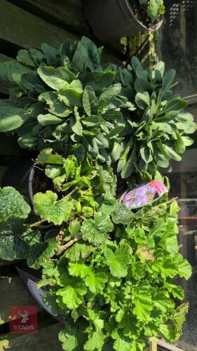 5 MIXED PERENNIALS