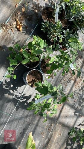 3 X ELAEAGNUS UMBELLATA