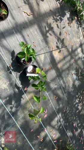 2 X BOUGANVILLEA POULTON SPECIAL