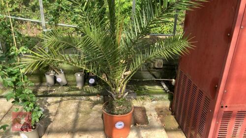 1 X PHOENIX CANARIENSIS CANARY