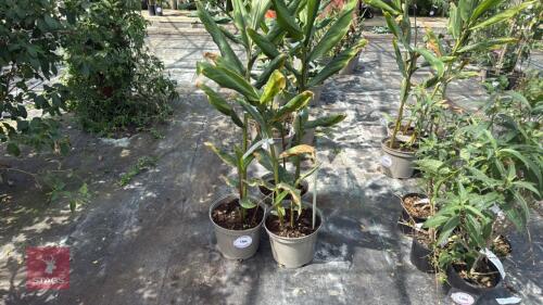 3 X HEDYCHIUM SAMSHERI GINGER LILY