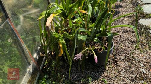 2 X CRINUM X POWELLII