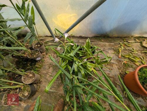4 X CRINUM X POWELLII