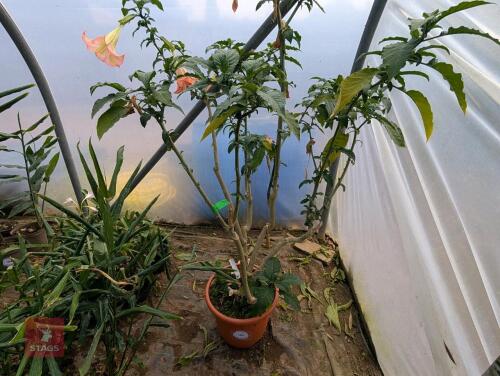 1 BRUGMANSIA DATURA PINK ANGELS TRUMPET