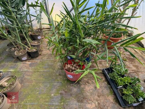 1 X HEDYCHIUM PINK HYBRID