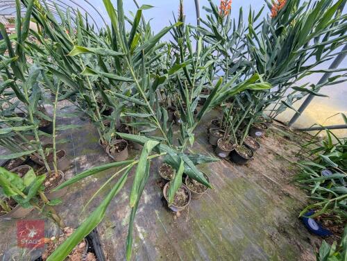 4 X HEDYCHIUM TARA 5L POTS