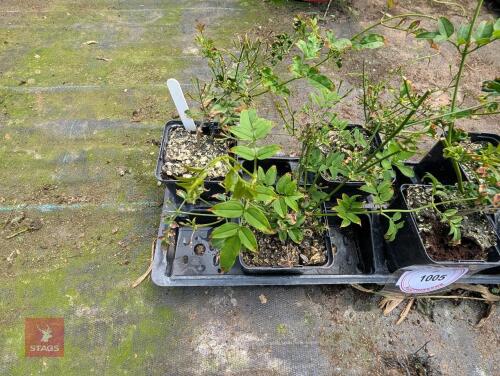 6 X JASMINIUM POLYANTHUM