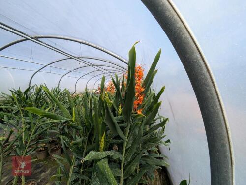 6 X HEDYCHIUM TARA 5L POTS
