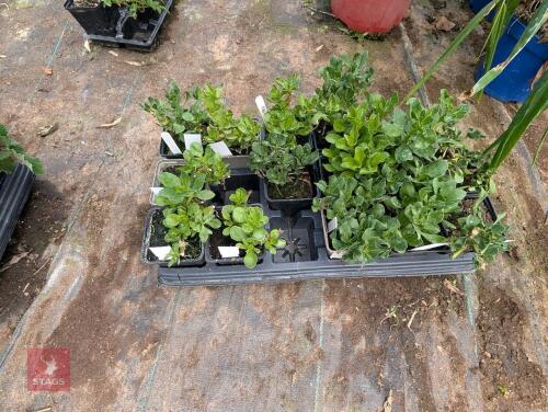 14 X OSTEOSPERMUM TRESCO PURPLE