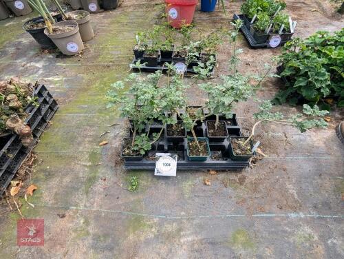 7 X SPHAEALCEA CHILDERLEY