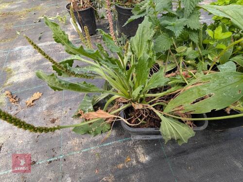 2 X UNKNOWN SHRUBS