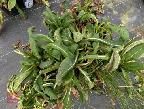 9 X PRIMULA CANDELABRA