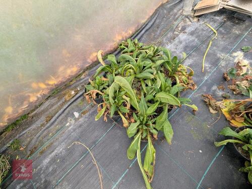 9 X PRIMULA CANDELABRA