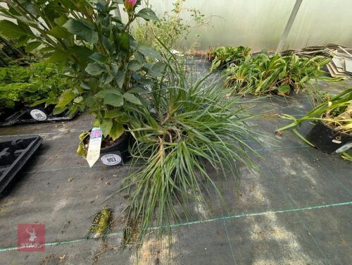 2 X MIXED SHRUBS