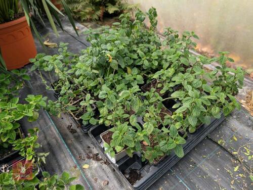 26 X SALVIA BULLULATA PALE BLUE