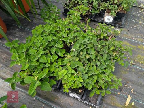 18 X PLECTRANTHUS ZULUENSIS